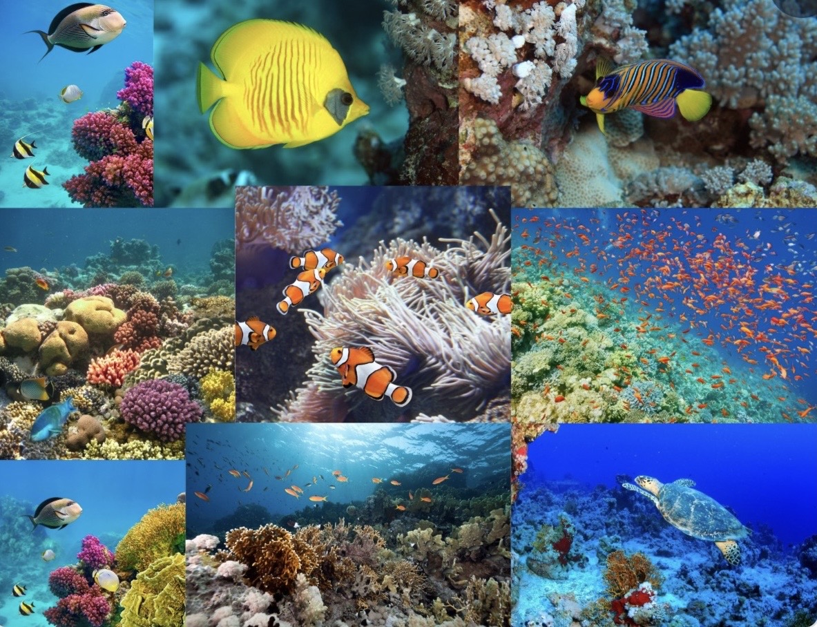 VIP Luxury Two Stop White Island and Snorkeling Diving