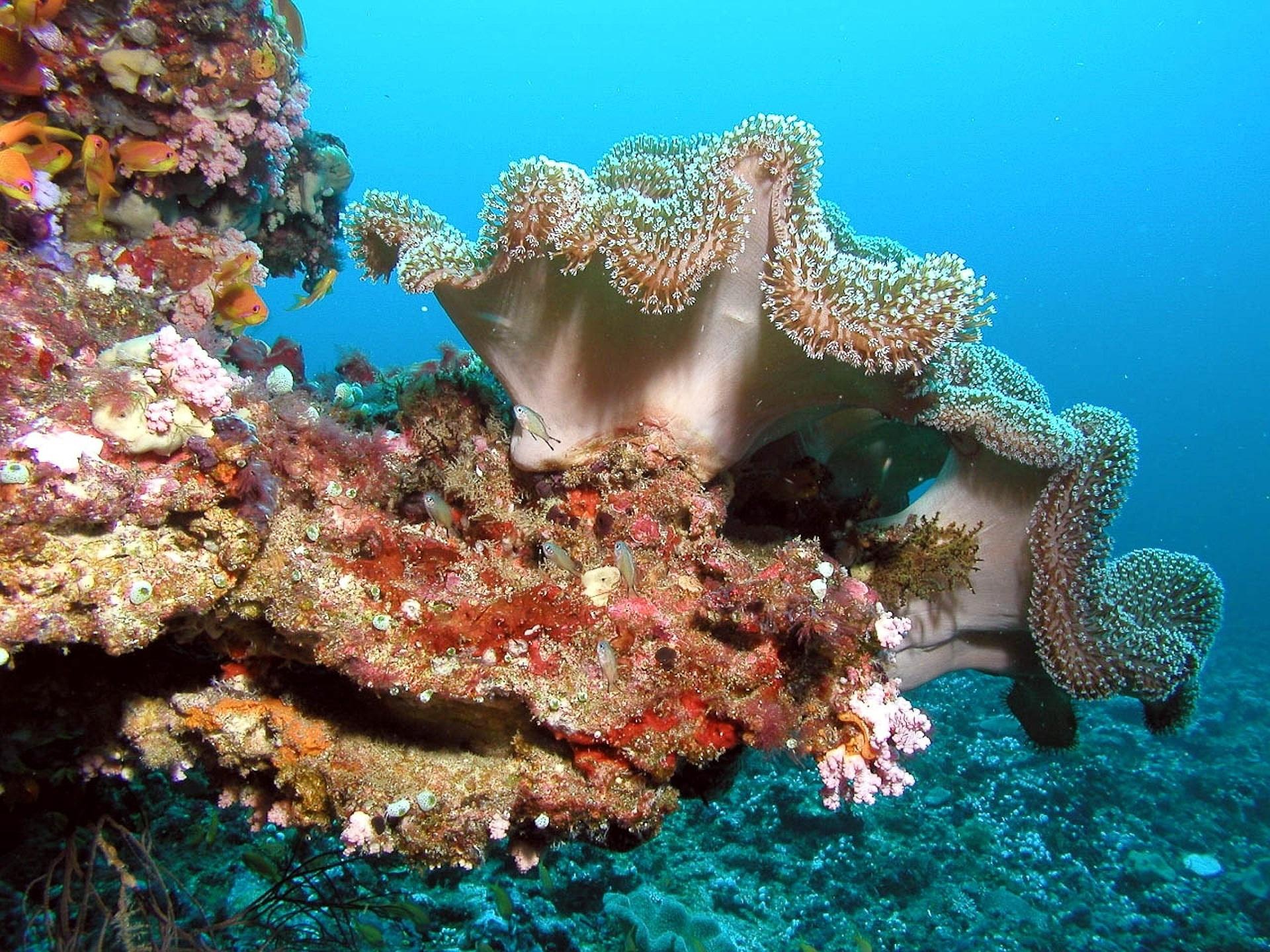 VIP Luxury Two Stop Snorkeling Diving